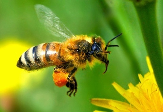 Bez pszczół nie ma miodku… ani „Kujawskiego” Kliknięcie w obrazek spowoduje wyświetlenie jego powiększenia