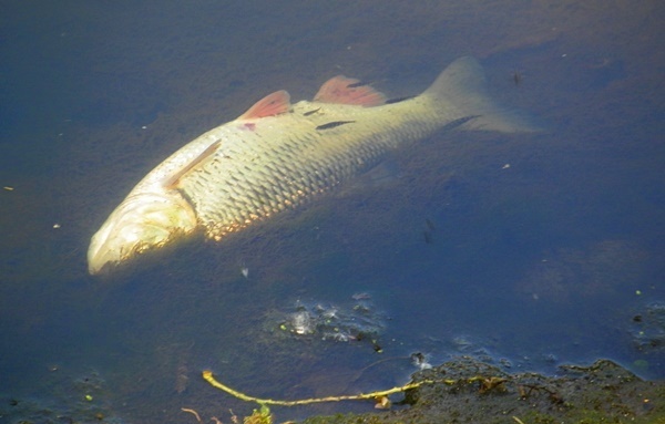 Kto zabił nasze ryby? Bomba ekologiczna w Płonce Kliknięcie w obrazek spowoduje wyświetlenie jego powiększenia