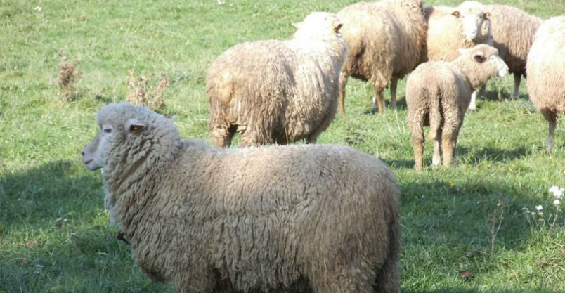 Atak psów na stado owiec. Ponad 70 zwierząt zagryzionych i rannych Kliknięcie w obrazek spowoduje wyświetlenie jego powiększenia