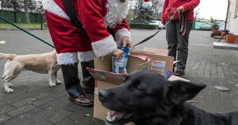 Święty Mikołaj odwiedzi bezdomne czworonogi z Płońska Kliknięcie w obrazek spowoduje wyświetlenie jego powiększenia